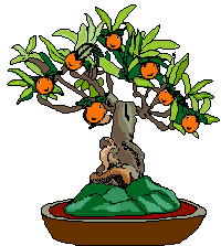 bonsai